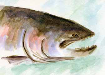 "King Salmon" by Joe Kiefer, Lake Mills WI - Watercolor